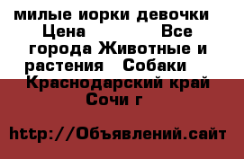 милые иорки девочки › Цена ­ 15 000 - Все города Животные и растения » Собаки   . Краснодарский край,Сочи г.